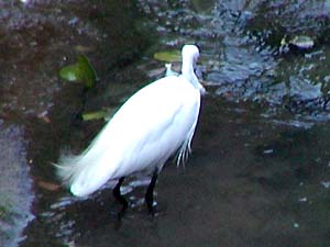 我が家の前の川に遊びに来た白い鳥